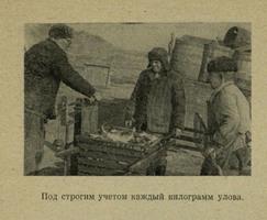  5. Фото из очерка М. С. Перевозчикова «Дары голубой целины», 1968.