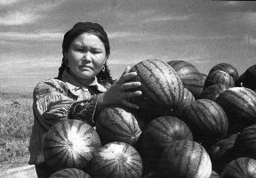 4.	Арбузы, выращенные на бахчах колхоза «Хызыл-сэлдэ» (Хызыл Салда - Красная соха, плуг) Алтайского района Хакассии. Негатив пленочный. Фотография Малобицкий С. О. 1943 г. Источник: ГОСКАТАЛОГ.РФ.