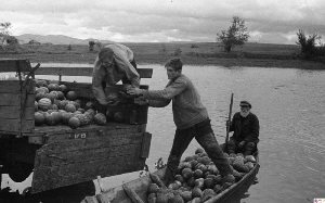 5.	Погрузка арбузов. Колхоз им. Калинина Усть-Абаканский района. Фотография Алтбекова. 1938 г. Источник: ГОСКАТАЛОГ.РФ.