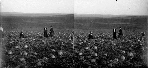 7.	Бахчи (арбузы) близ г. Минусинска. Фотография Фёдорова Н. В. Начало XX в. Источник: ГОСКАТАЛОГ.РФ.